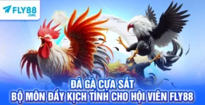 Đá Gà Cựa Sắt – Bộ Môn Đầy Kịch Tính Cho Hội Viên FLY88