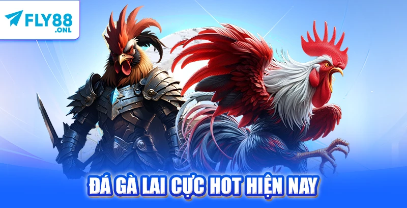 Đá gà lai cực hot hiện nay