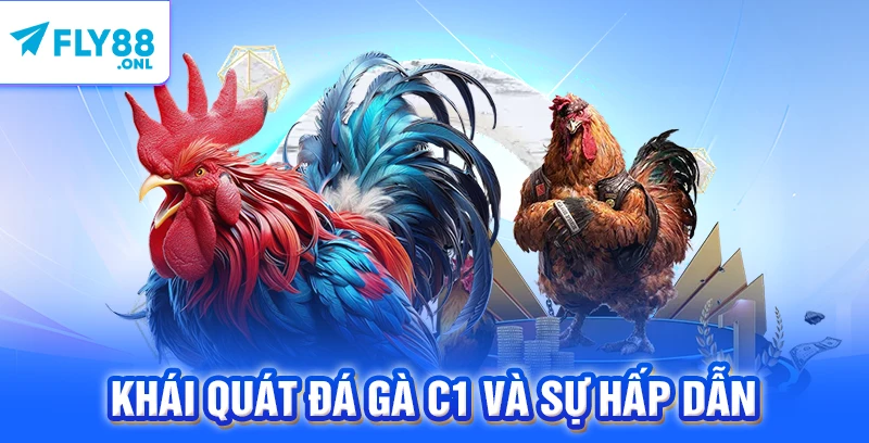 Khái quát đá gà C1 và sự hấp dẫn