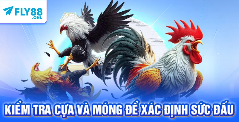 Kiểm tra cựa và móng để xác định sức đấu