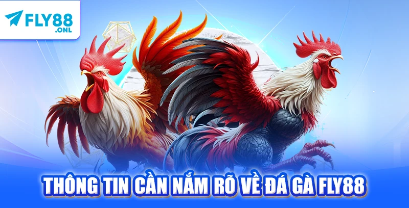 Thông tin cần nắm rõ về đá gà FLY88