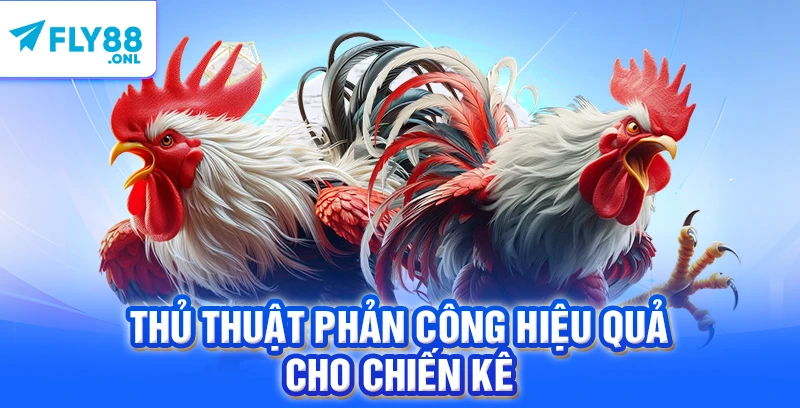 Thủ thuật phản công hiệu quả cho chiến kê 